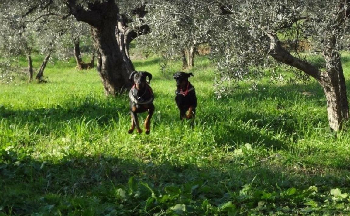 Dolce Vita Campiglia Marittima Εξωτερικό φωτογραφία